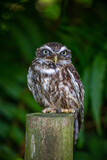 Fototapeta  - Little owl on a post 