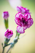 Fioletowy goździk - kwiaty wiosenne