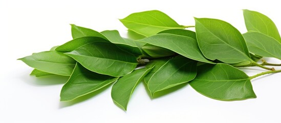 Poster - A collection of green leaves on a white background, showcasing the beauty of terrestrial plants. These ingredients are essential in cuisine, whether used in dishes, salads, or as a garnish