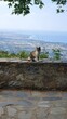 Kot siedzący na ścianie z pięknym krajobrazem w tle.
