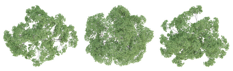 Sticker - Cinnamomum camphora tree on top view isolated on transparent background, 3d render.