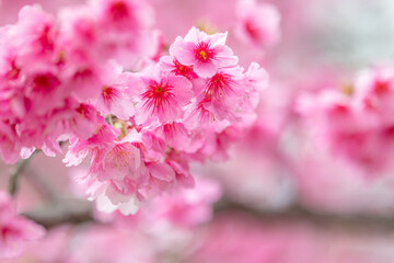 Wall Mural - Pink sakura flower on the tree