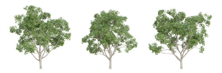 Sticker - Cinnamomum camphora tree isolated on transparent background, png plant, 3d render illustration.