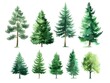 forest trees on a white background
