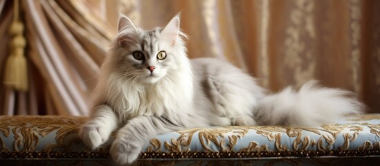 Sticker - A Fawn Ragdoll Cat, a member of the Felidae family and a small to mediumsized carnivorous terrestrial animal, with fluffy white fur and whiskers, is lounging on a couch in front of a curtain