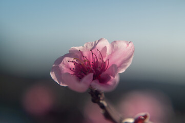 Wall Mural - Blooming apple tree close-up