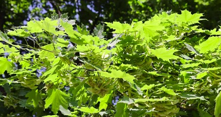 Wall Mural - green foliage on a maple tree in spring, a maple tree in sunny weather against a blue sky background