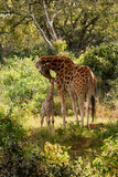 Fototapeta Sypialnia - Giraffe with a newborn baby 