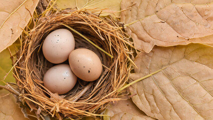 Wall Mural - Three eggs in a nest on a leaf