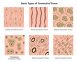 Basic Types of Connective Tissue Science Design Vector Illustration Diagram