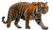 A fierce tiger captured mid-step, its piercing gaze and vibrant stripes symbolizing wilderness and freedom