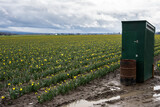 Fototapeta Desenie - Field of classic yellow daffodil flowers blooming on an overcast wet day with a portable bathroom on the side, Skagit Valley, WA
