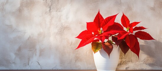 Poster - Two carmine poinsettia flowers sitting in a white vase atop a table, creating an elegant centerpiece for the room