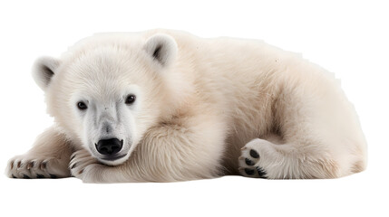 Wall Mural - baby polar bear isolated on a white background as transparent PNG