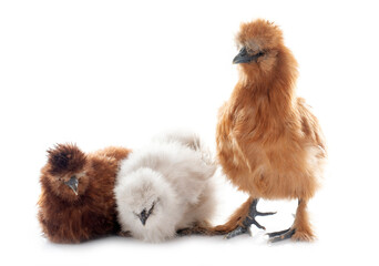 Sticker - brown silkie chicken