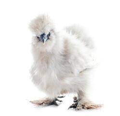 Canvas Print - white silkie chicken