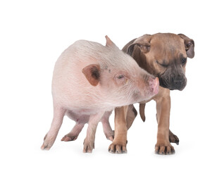 Poster - puppy cane corso and pig