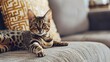 A cute Savannah cat on a couch 