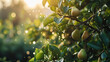 In a serene orchard, a ripe pear hangs delicately from a branch, adorned with shimmering dew drops that glisten in the soft morning light. The tranquil scene captures the essence of nature's purity 