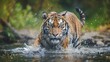 Amur tiger playing in the water, Siberia. Dangerous animal, tajga, Russia. Animal in green forest stream. Siberian tiger splashing water. 