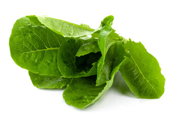 Wall Mural - Lettuce Romain isolated on a transparent background