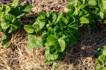Poster - Green strawberry leaves growing in the straw in the spring
