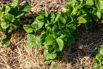 Sticker - Green strawberry leaves growing in the straw in the spring