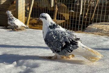 Sticker - Portrait of a dove in the snow