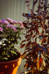 Wall Mural - Flowers on the terrace, chrysanthemums and basil.