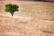 An almond tree in a stubble field