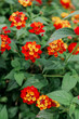 Yellow, Orange and Red Flowers