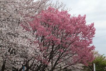 Wall Mural - 日本の春の公園に咲くピンク色と薄桃色の桜の花