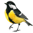 Great Tit Clipart Clipart isolated on white backgroud