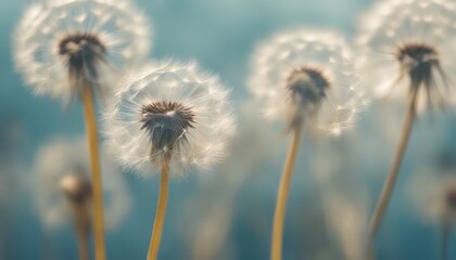 Wall Mural - photo dandelions delicate seeds poised for flight stand out against a soft blue background