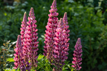 Wall Mural - pink lupine flowers in the sunlight