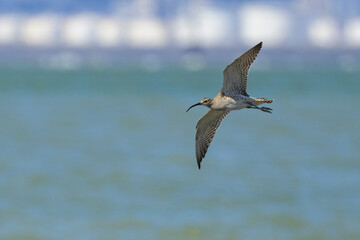 Wall Mural - A Whimbrel in flight on a sunny day