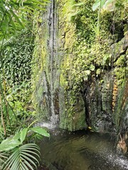 Wall Mural - tropical green jungle