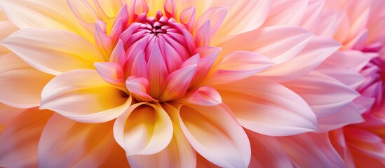 Wall Mural - a closeup photo showcasing a pink dahlia flower with yellow petals and a peach center, perfect for b