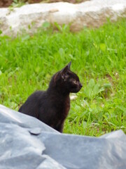 Poster - Chat noir dans un jardin