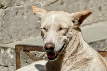 Wall Mural - Portrait of a feral dog in Ahmedabad, India	