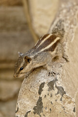 Wall Mural - Portrait of a cute Northern Palm Squirrel in Ahmedabad, India