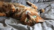 bengal cat with bright green eyes, orange color with black rosette spots laying on back on bed comforter, looking up at camera