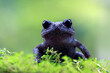 Serasah frog closeup face on green moss 