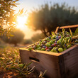 Olives harvested in a wooden box in a plantation with sunset. Natural organic fruit abundance. Agriculture, healthy and natural food concept. Square composition.