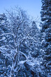 雪を被った樹木の並ぶ風景 鳥取県 氷ノ山