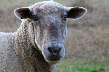 Wall Mural - sheep