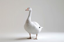 A White Duck Standing On A White Surface