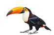 Toucan (Toucan) is a bird with a large beak. Found in South America. There are many species such as toucan, toco, rhinoceros toucan.