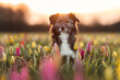 Hund bei frühlingshaftem Sonnenaufgang mit Tulpen
