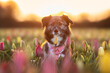 Frühlingserwachen mit Hund im Tulpenfeld 